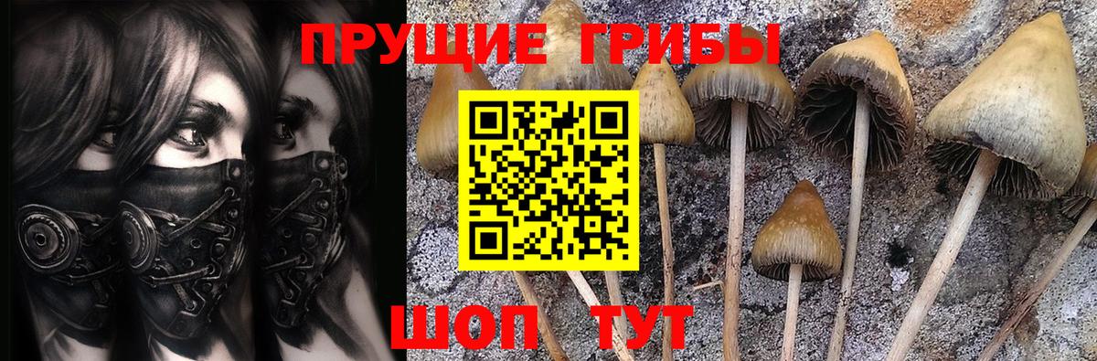 Мурино  Галлюциногенные грибы Cubensis  Вход с VPN 
